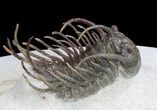 Exceptional Koneprusia Trilobite - long #36590-6